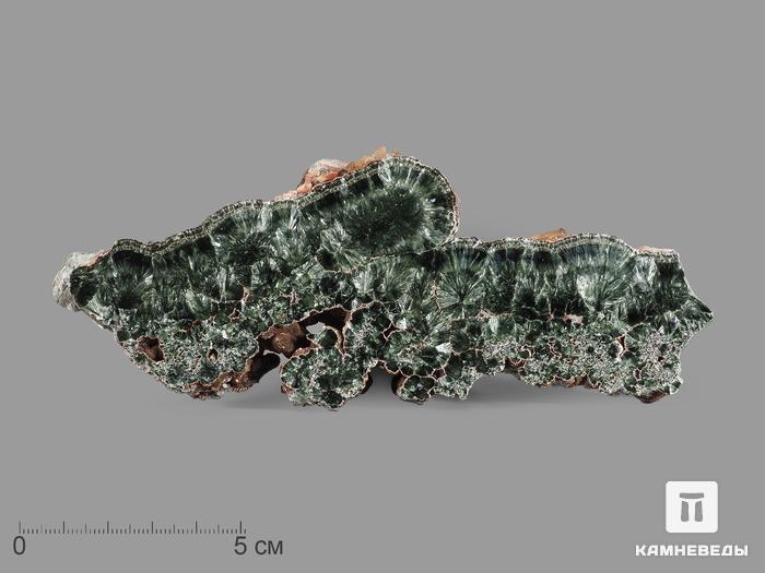 Клинохлор (серафинит), полированный срез с кристаллами кальцита 15х6х1 см, 22409, фото 1