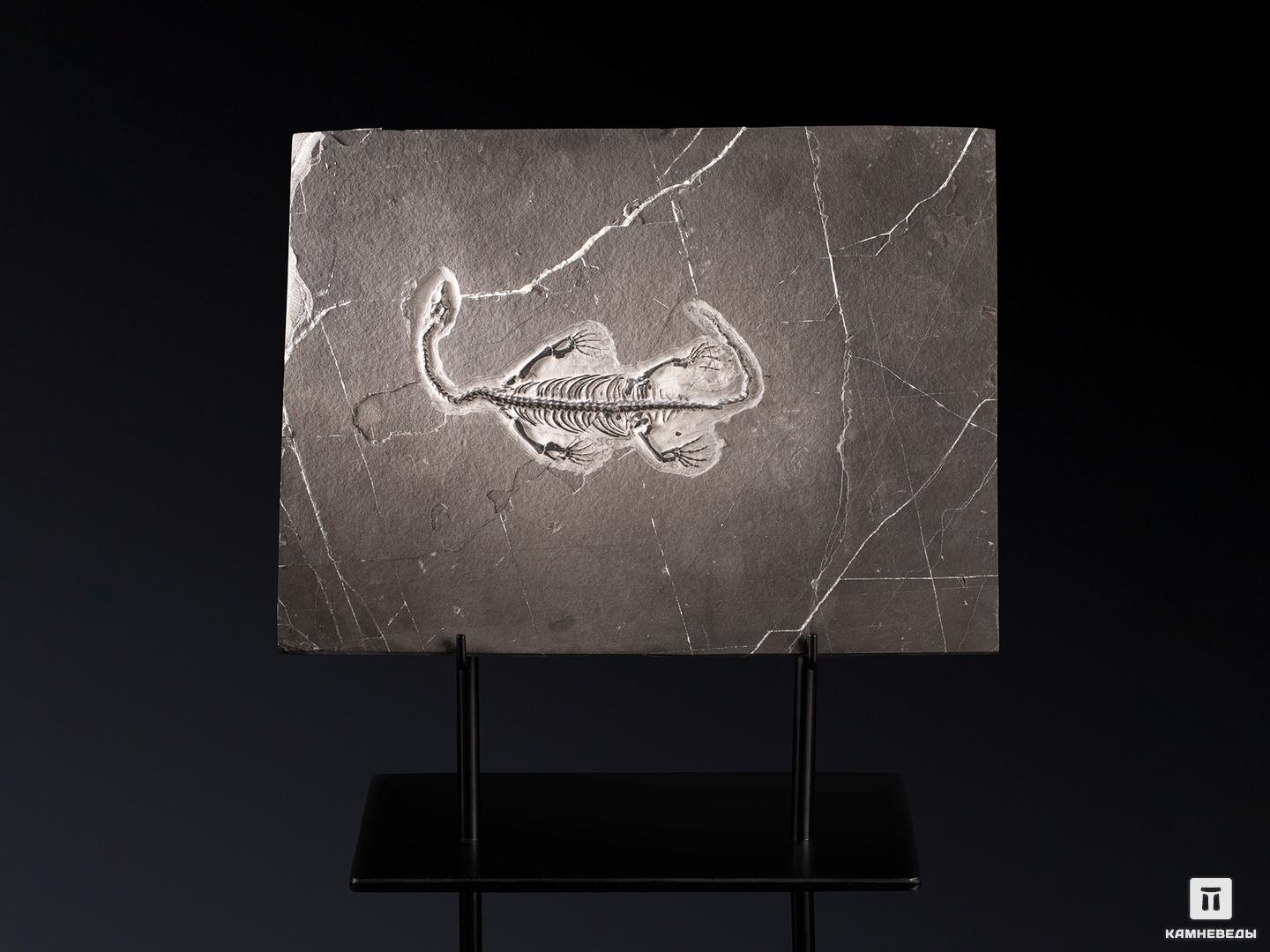 Скелет кейхозавра (Keichousaur hui), 31х23х1,3 см декор для творчества металл эмаль скелет рыбки белый 3 5х1 см