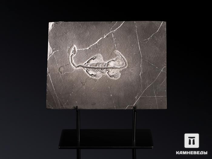 Скелет кейхозавра (Keichousaur hui), 31х23х1,3 см, 19654, фото 1