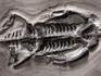 Скелет кейхозавра (Keichousaur hui), 30х22,5х1,3 см, 19655, фото 2
