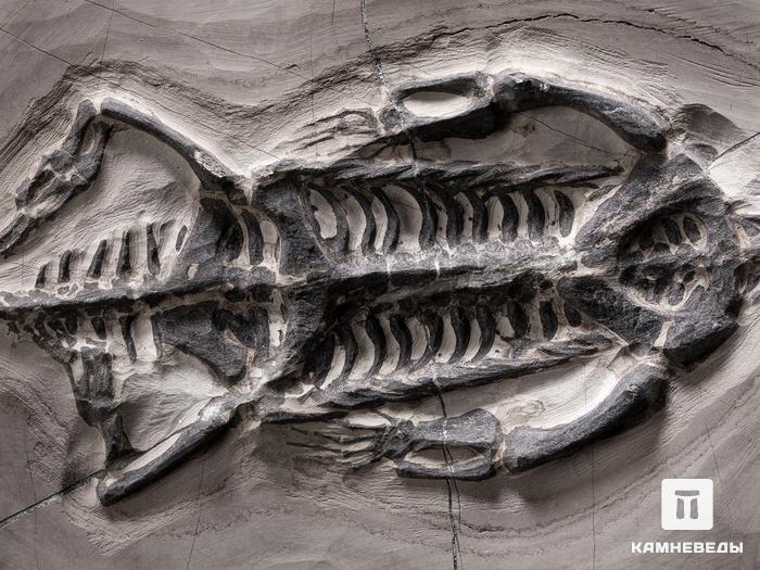 Скелет кейхозавра (Keichousaur hui), 30х22,5х1,3 см, 19655, фото 2