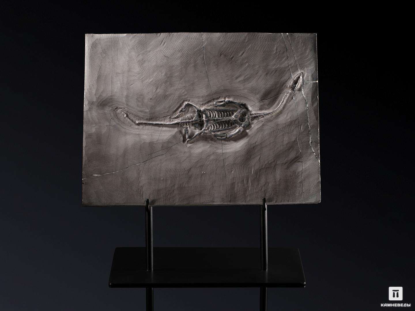 Скелет кейхозавра (Keichousaur hui), 30х22,5х1,3 см