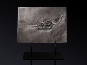 Скелет кейхозавра (Keichousaur hui), 30х22,5х1,3 см