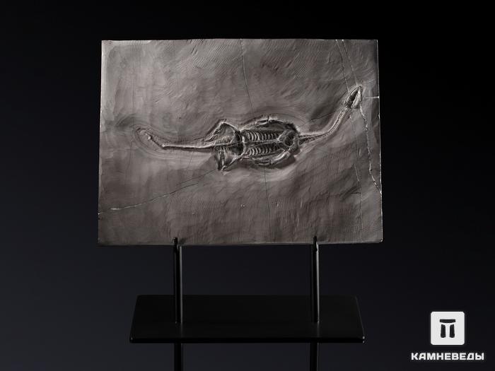 Скелет кейхозавра (Keichousaur hui), 30х22,5х1,3 см, 19655, фото 1