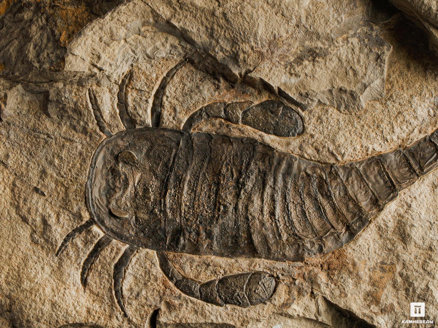 Ракоскорпион Balteurypterus tetragonophtalmus, 21433, фото 3