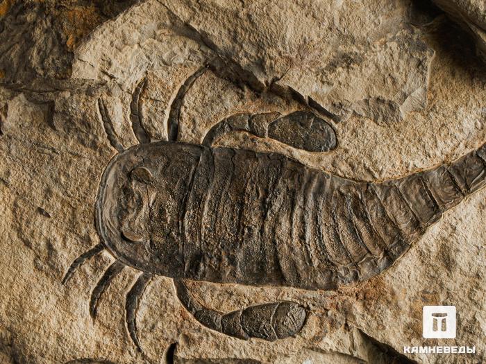 Ракоскорпион Balteurypterus tetragonophtalmus, 21433, фото 3