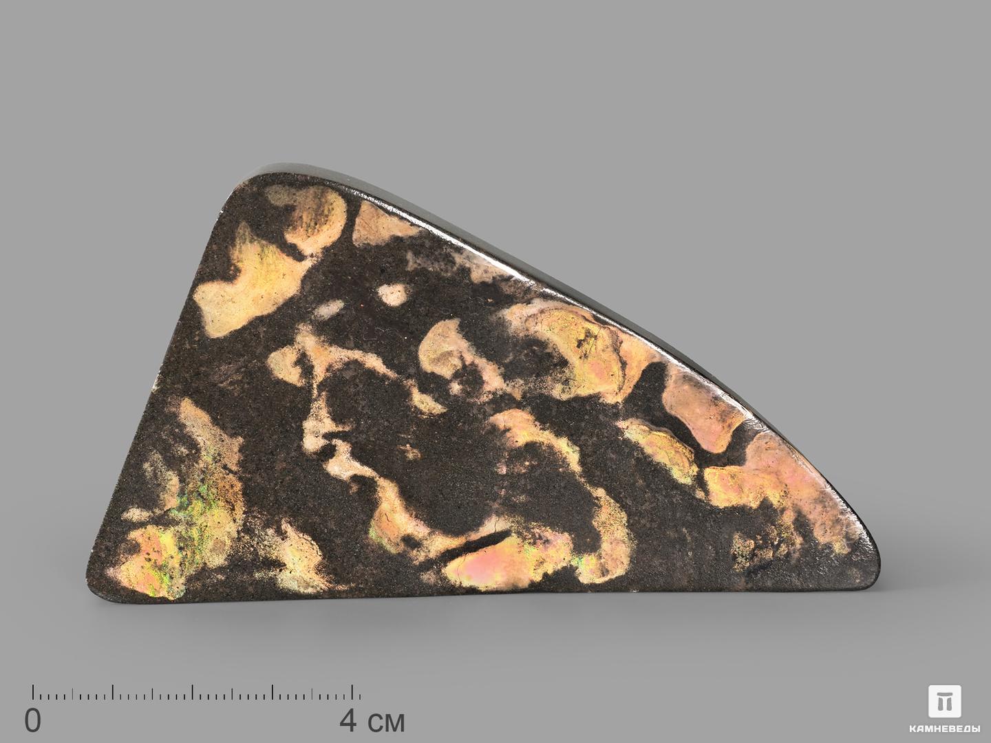 Аммолит (ископаемый перламутр аммонита), 10,2х6,5х1,5 см, 22677, фото 1