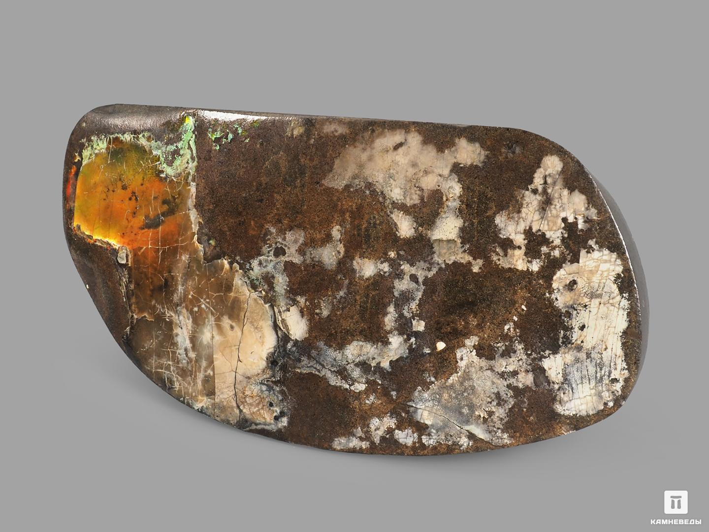 Аммолит (ископаемый перламутр аммонита), 13,2х6,5х2 см, 22675, фото 2