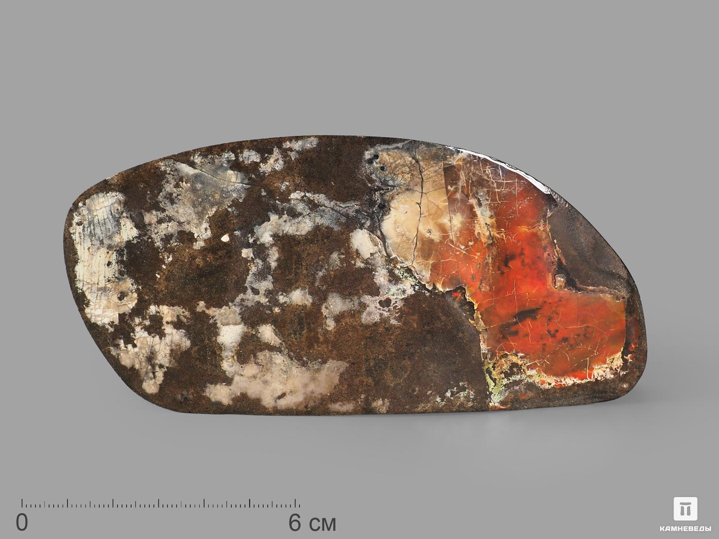 Аммолит (ископаемый перламутр аммонита), 13,2х6,5х2 см, 22675, фото 1