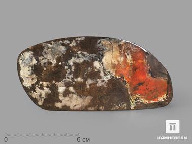 Аммолит. Аммолит (ископаемый перламутр аммонита), 13,2х6,5х2 см