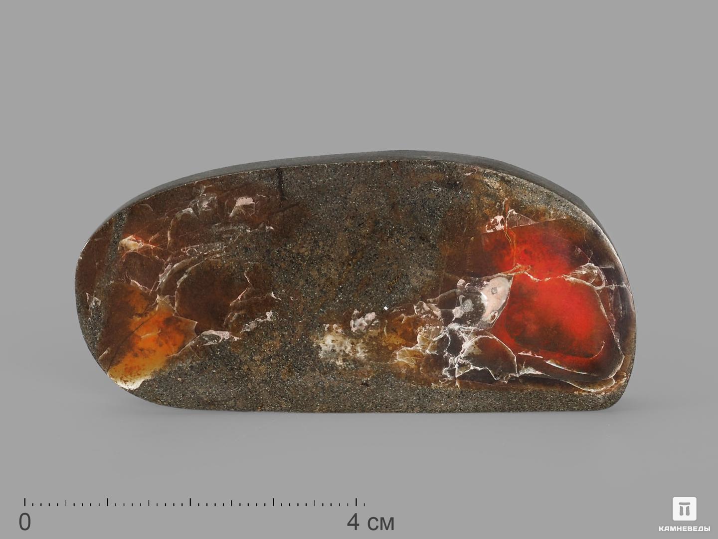 Аммолит (ископаемый перламутр аммонита), 7х3,5х0,8 см древний корпорация