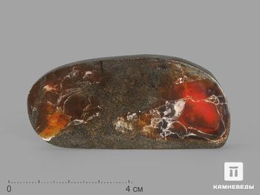 Аммолит. Аммолит (ископаемый перламутр аммонита), 7х3,5х0,8 см
