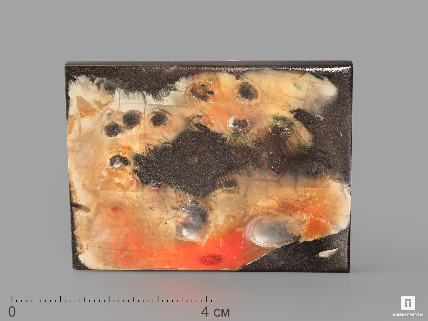 Аммолит (ископаемый перламутр аммонита), 6х4,5х0,5 см, 22686, фото 1