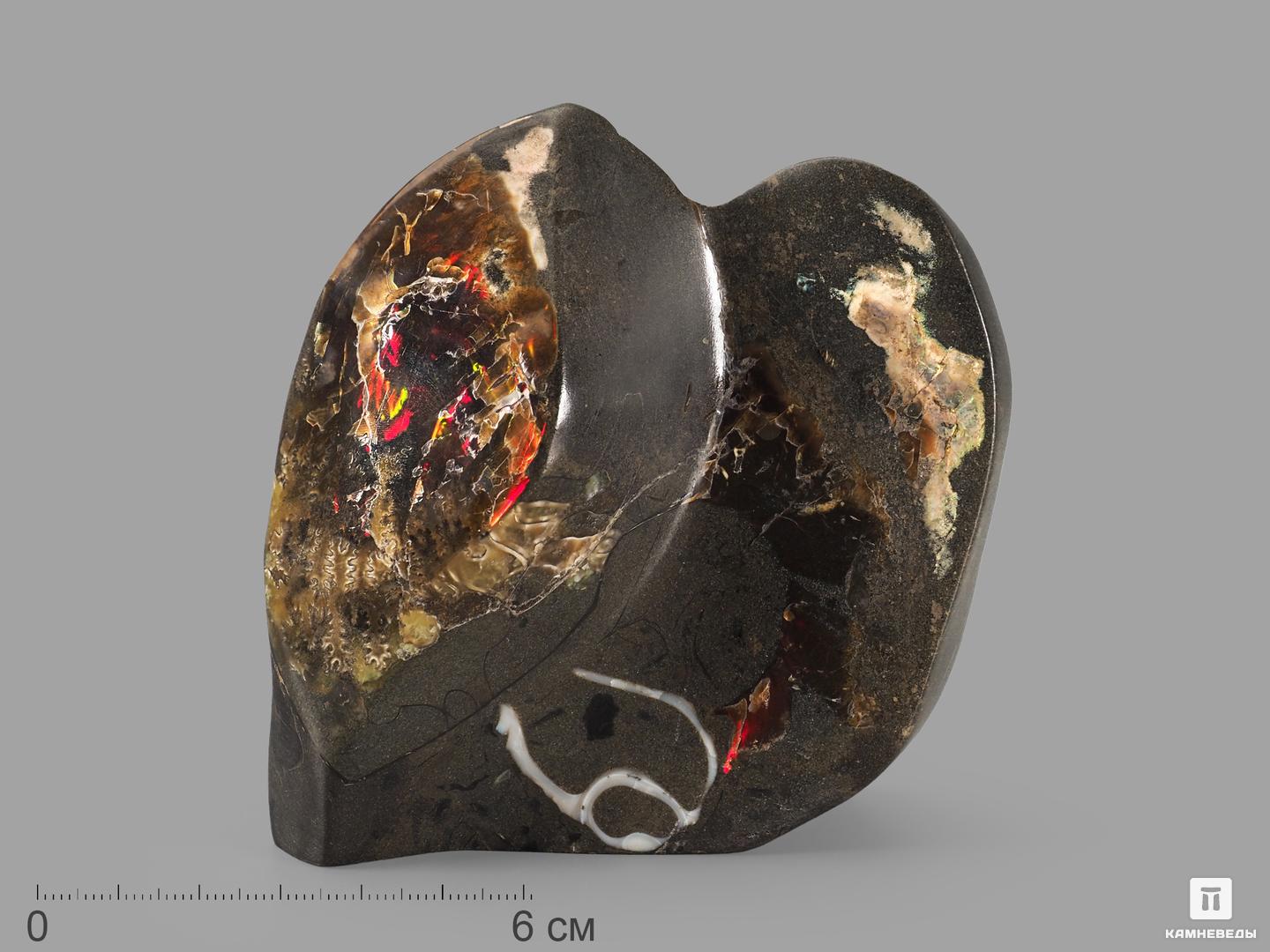 Аммолит (ископаемый перламутр аммонита), 9,5х9х3,5 см, 22680, фото 1