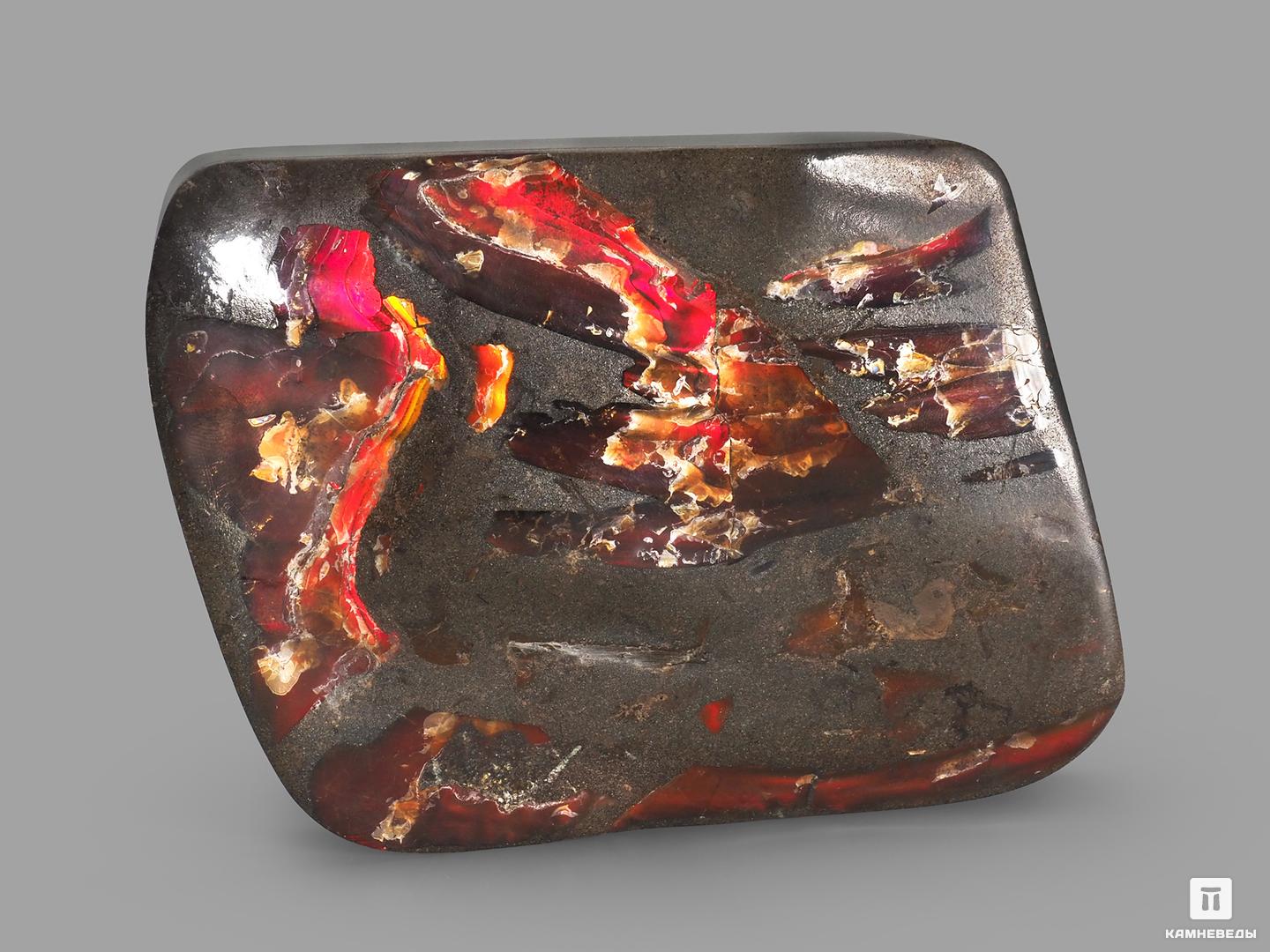 Аммолит (ископаемый перламутр аммонита), 11,2х8,5х2,5 см, 22688, фото 2