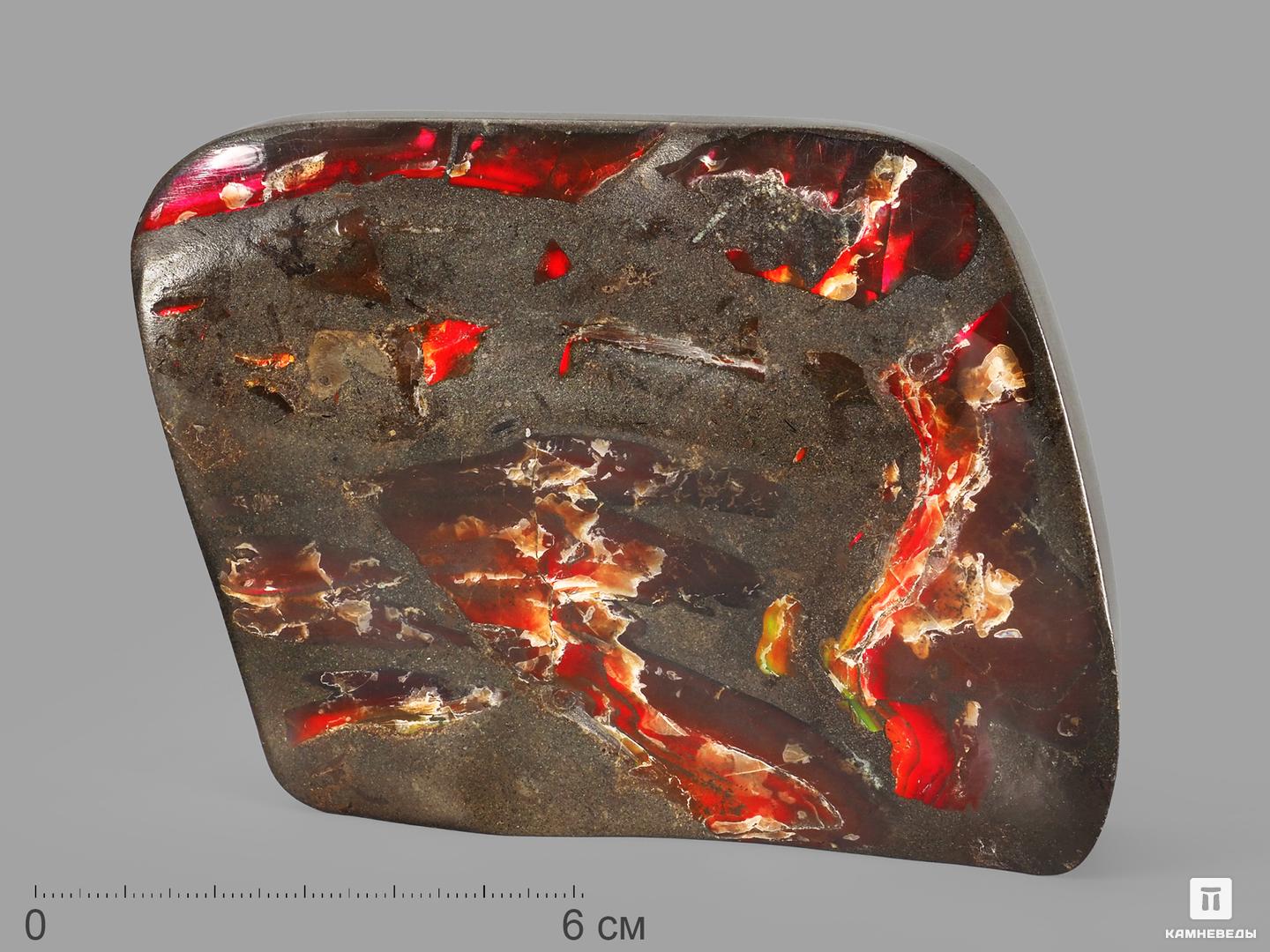 Аммолит (ископаемый перламутр аммонита), 11,2х8,5х2,5 см, 22688, фото 1
