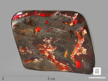 Аммолит. Аммолит (ископаемый перламутр аммонита), 11,2х8,5х2,5 см