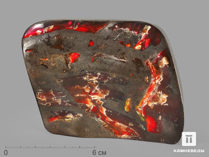 Аммолит (ископаемый перламутр аммонита), 11,2х8,5х2,5 см, 22688, фото 1