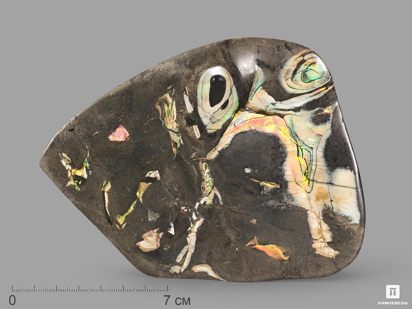 Аммолит (ископаемый перламутр аммонита), 14х11,5х2,2 см древний корпорация