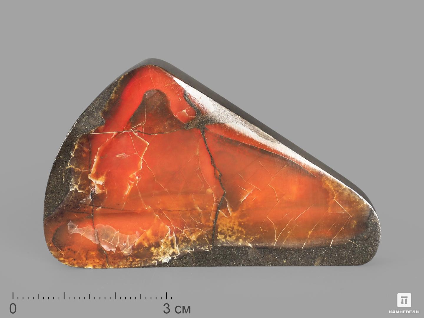 Аммолит (ископаемый перламутр аммонита), 6,8х4,5х1 см древний корпорация