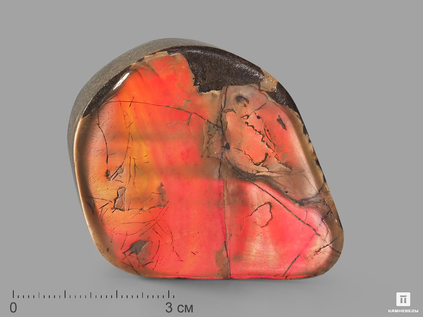 Аммолит (ископаемый перламутр аммонита), 6х4,5х1 см, 22718, фото 1