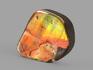 Аммолит (ископаемый перламутр аммонита), 6х4,5х1 см, 22718, фото 2