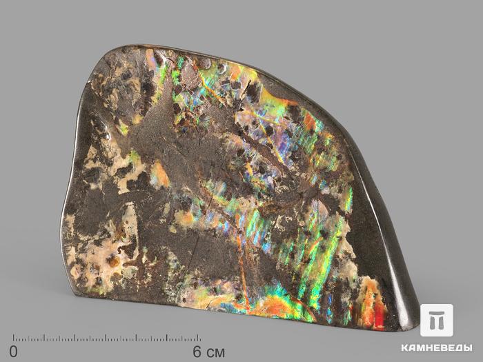 Аммолит (ископаемый перламутр аммонита), 12,5х9х3,7 см, 22712, фото 1