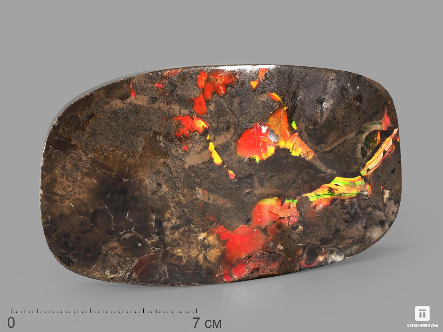 Аммолит (ископаемый перламутр аммонита), 15,5х8,8х2,2 см древний корпорация