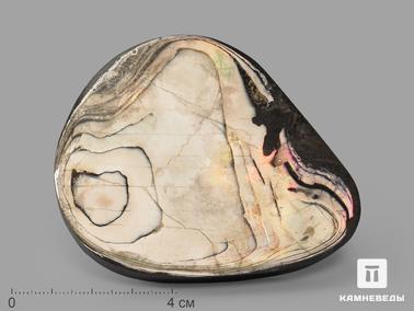Аммолит. Аммолит (ископаемый перламутр аммонита), 8,2х6,7х1,5 см