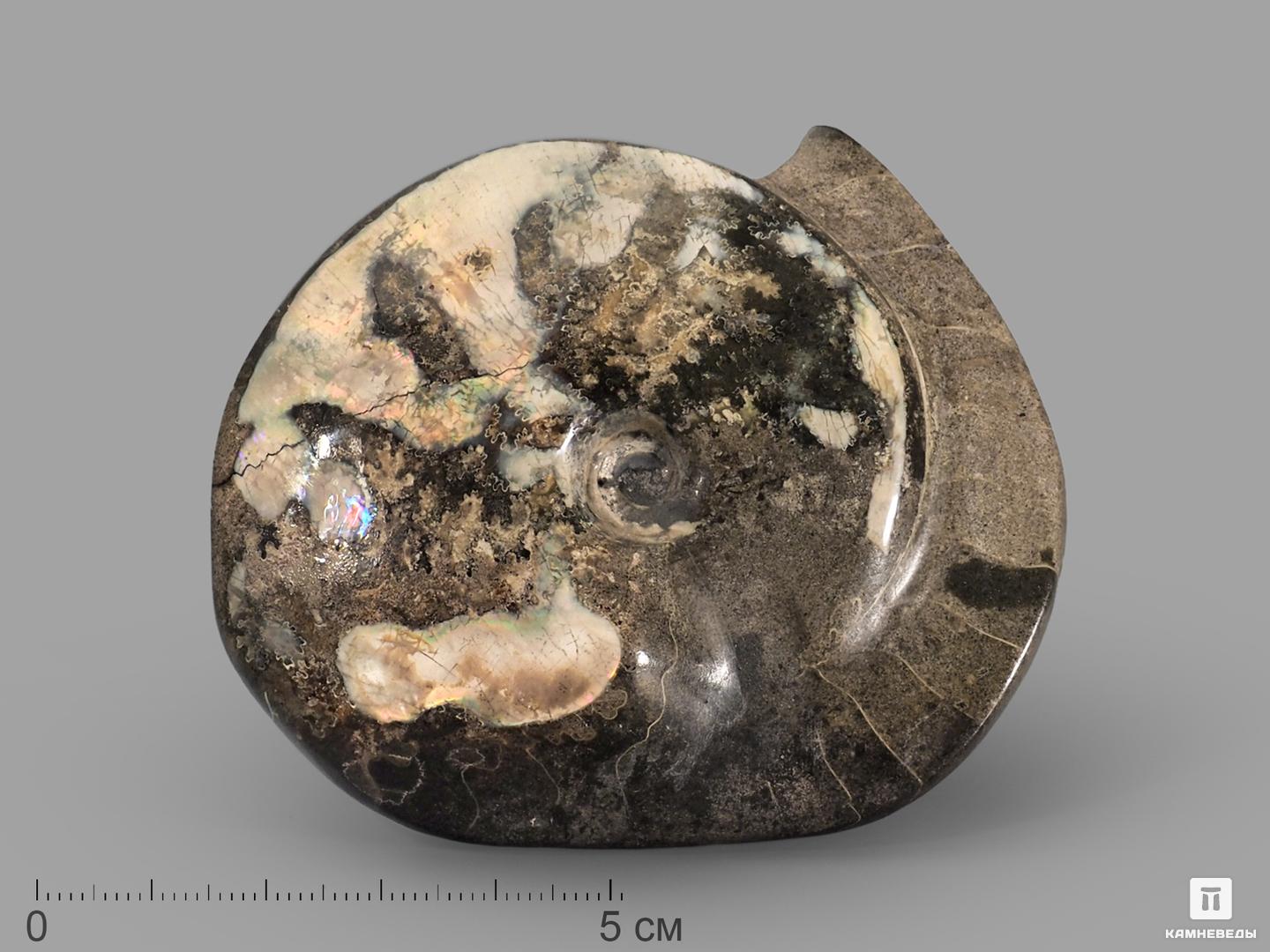 Аммонит с аммолитом, 7,7х6,7х2 см прятки с тимкой и тинкой древний египет