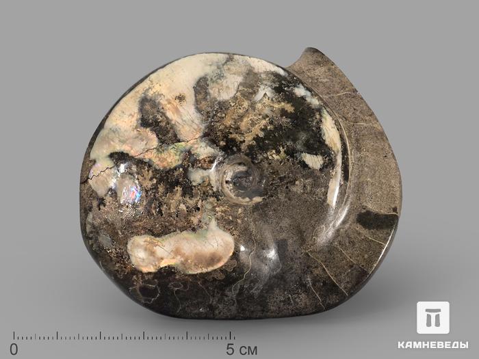 Аммонит с аммолитом, 7,7х6,7х2 см, 22682, фото 1