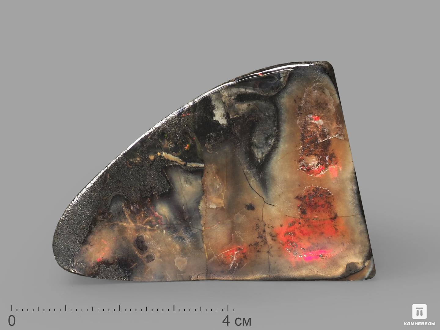 Аммолит (ископаемый перламутр аммонита), 6х4,2х1,2 см древний корпорация