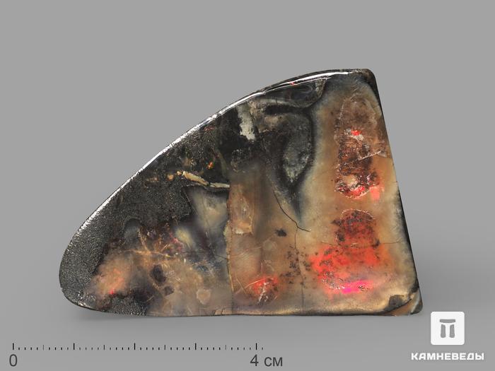 Аммолит (ископаемый перламутр аммонита), 6х4,2х1,2 см, 22684, фото 1
