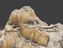 Ископаемая морская лилия на плите с брахиоподами, 20,8х13,4х4 см, 22468, фото 3