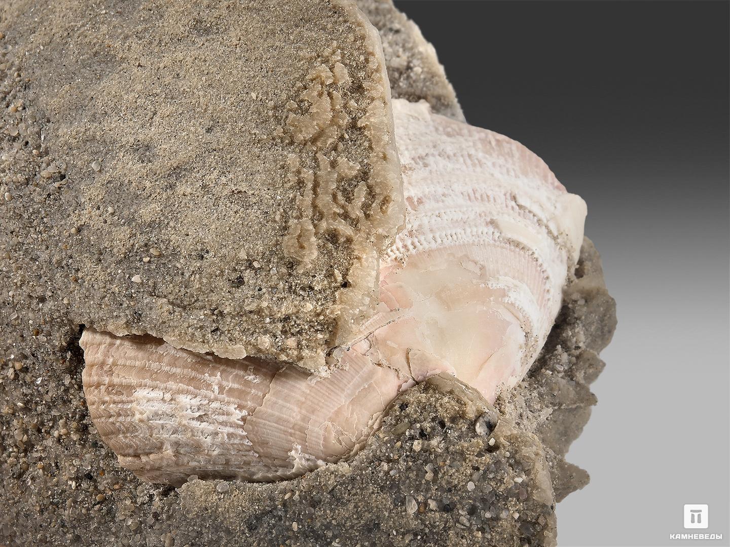 Створка моллюска в гипсовой розе, 10,3х8,7х4,7 см, 22563, фото 2