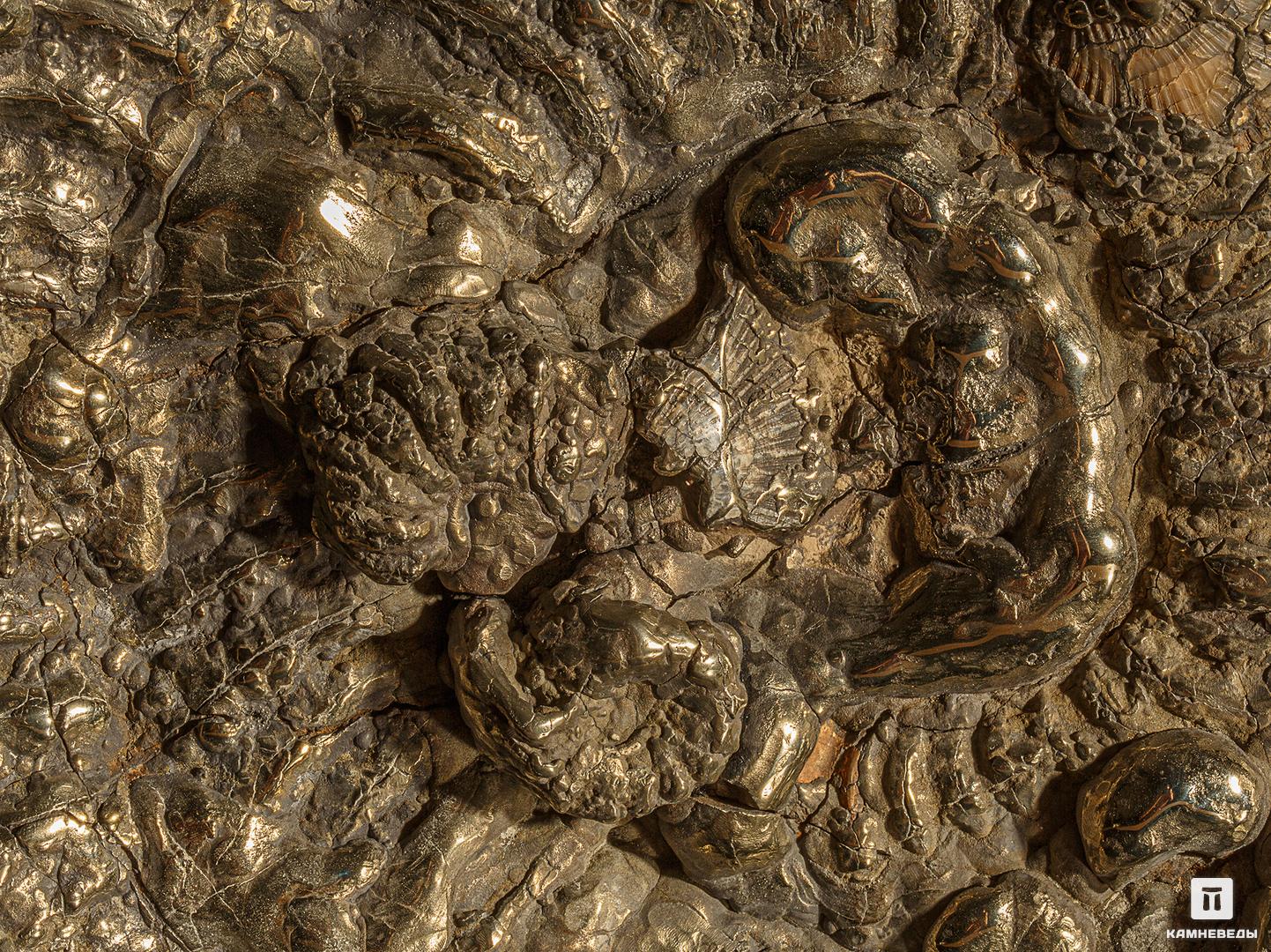 Аммонит пиритизированный на подставке, 48х39х11,3 см, 12100, фото 3