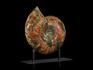 Аммонит Craspedodiscus discofalcatus с аммолитом на подставке, 40х35х10,5 см, 6498, фото 1