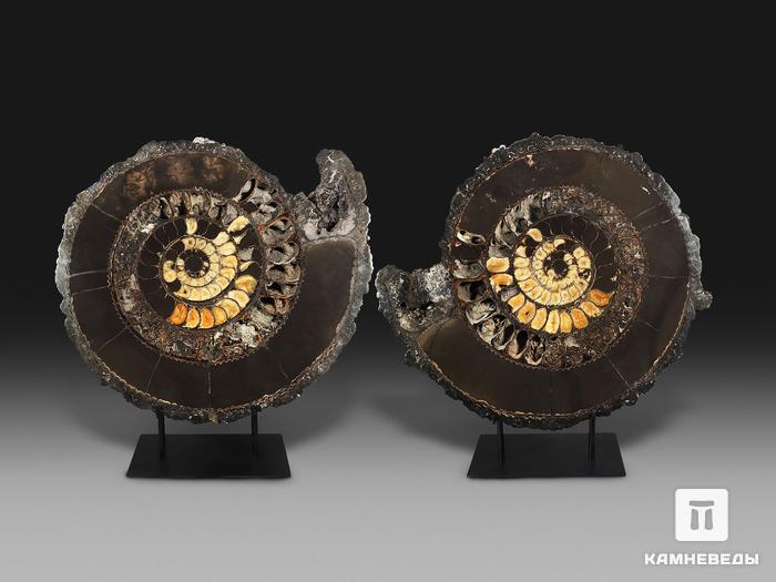 Аммонит, полированный срез (пара), 51х44х6 см, 18998, фото 4
