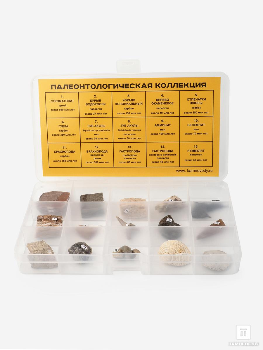 Коллекция палеонтологическая (15 образцов) набор препаратов ботаника 16 образцов для школы