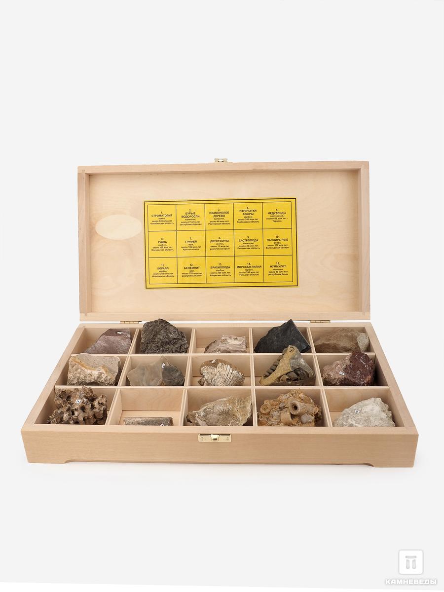 Коллекция палеонтологических образцов (15 образцов, состав №9) коллекция полезных ископаемых 20 образцов состав 1 в деревянной коробке