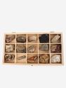 Коллекция палеонтологических образцов (15 образцов, состав №9), 24705, фото 3
