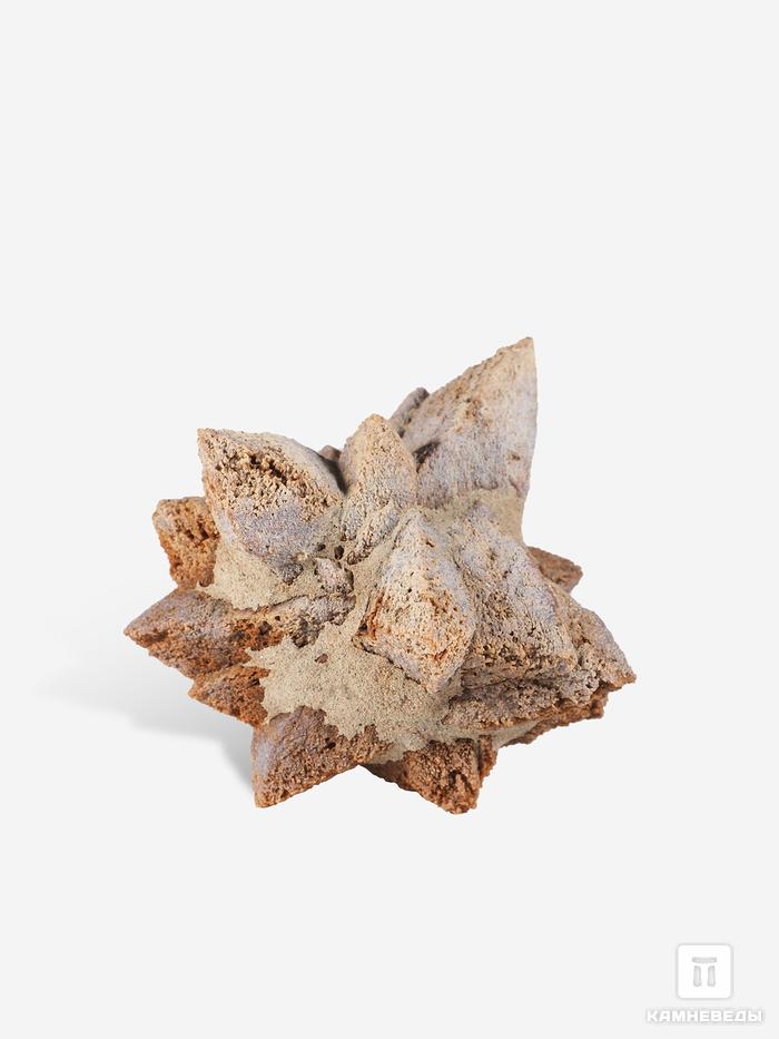 Глендонит (беломорская рогулька), 5,1х4,5х2,5 см, 4803, фото 1
