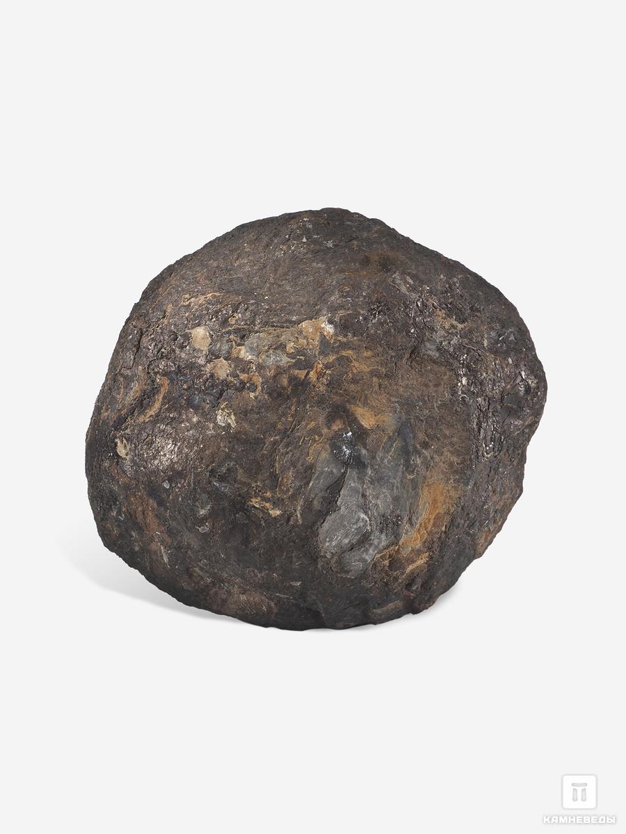 Угольная почка (Coal boll), 10,1х9,1х6,8 см угольная почка coal boll с отпечатком корней папоротника psaronius sp 25 9х12 1х2 5 см