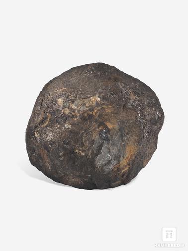 Угольная почка. Угольная почка (Coal boll), 10,1х9,1х6,8 см