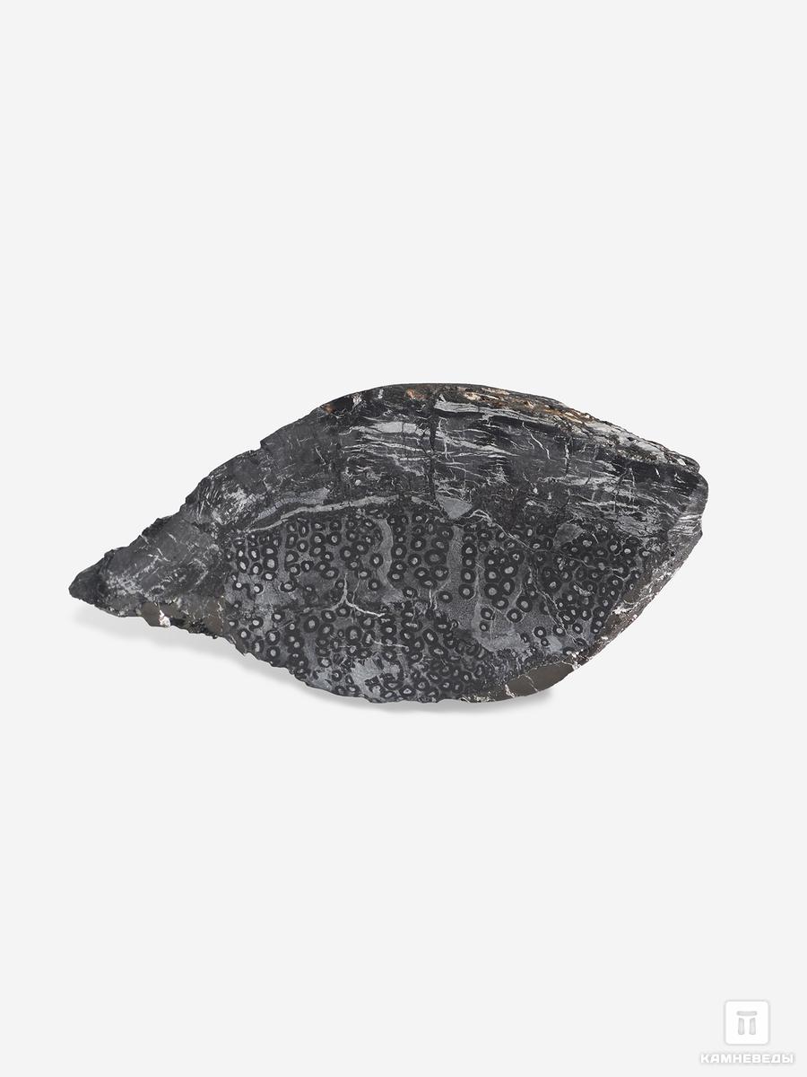 Угольная почка (Coal boll) с отпечатком корня папортника Psaronius sp., 11х5,1х2,2 см угольная почка coal boll с отпечатком палеофлоры 15 5х9 5х6 5 см
