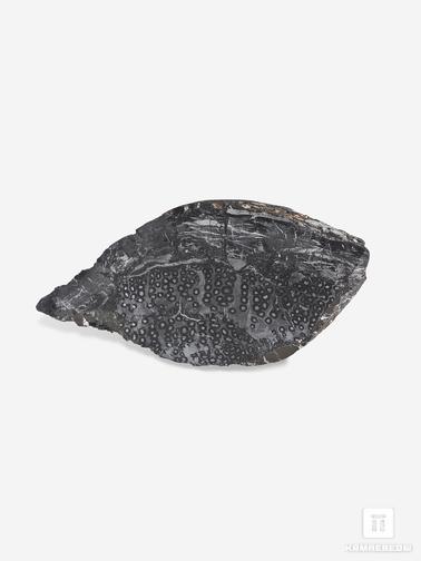 Угольная почка. Угольная почка (Coal boll) с отпечатком корня папортника Psaronius sp., 11х5,1х2,2 см