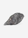 Угольная почка (Coal boll) с отпечатком корня папортника Psaronius sp., 11х5,1х2,2 см, 25203, фото 2