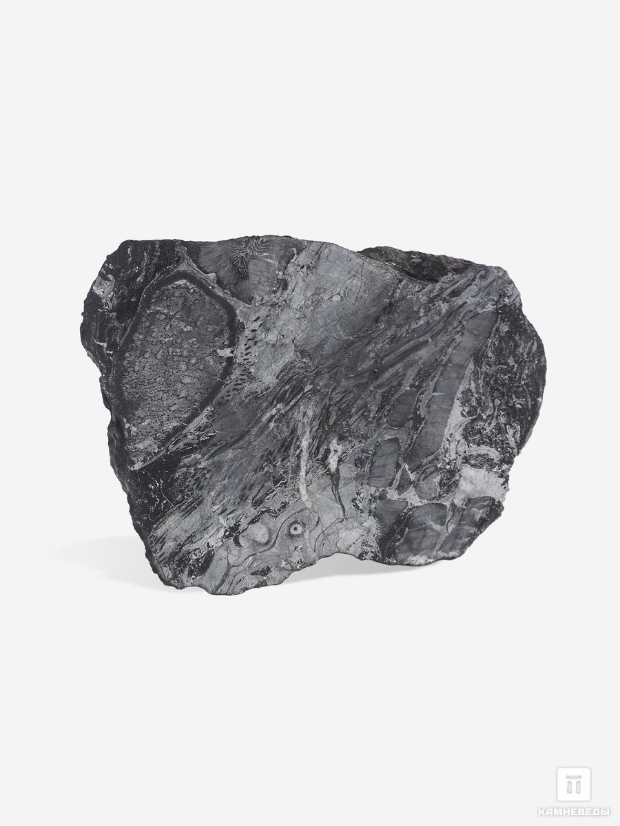 угольная почка coal boll с отпечатком хвощевидного растения calamitaceae sp 11 3х7 7х5 3 см Угольная почка (Coal boll) с отпечатком Meyloxylon sp., 9х6,5х2,8 см