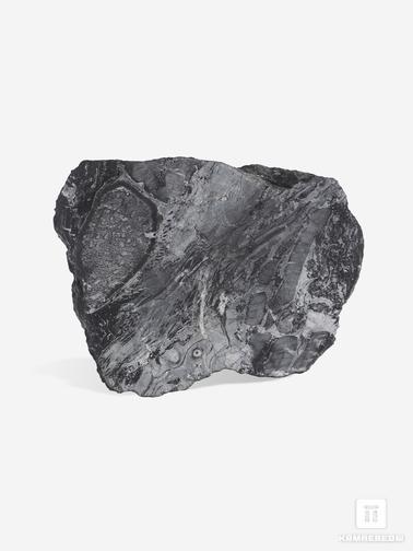 Угольная почка. Угольная почка (Coal boll) с отпечатком Meyloxylon sp., 9х6,5х2,8 см