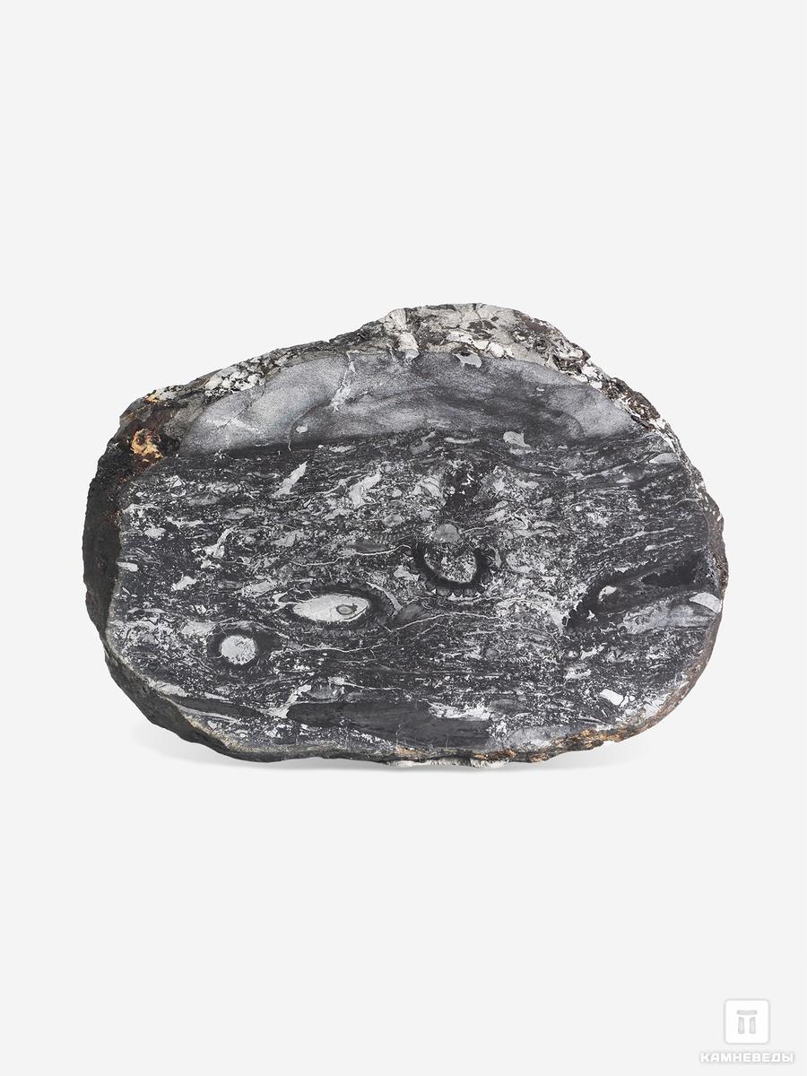 Угольная почка (Coal boll) с отпечатком Lepidodēndron sp., 15х10,6х1,7 см набор пластиковых бусин астра сердечки и англ буквы 10х10 15х10 мм 20 гр разно ный 1020841